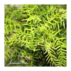 Jardineria Herramientas Tienda -Jardineria Herramientas Tienda bonsai araucaria 1