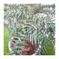 Jardineria Herramientas Tienda -Jardineria Herramientas Tienda bonsai araucaria cunninghamii 1