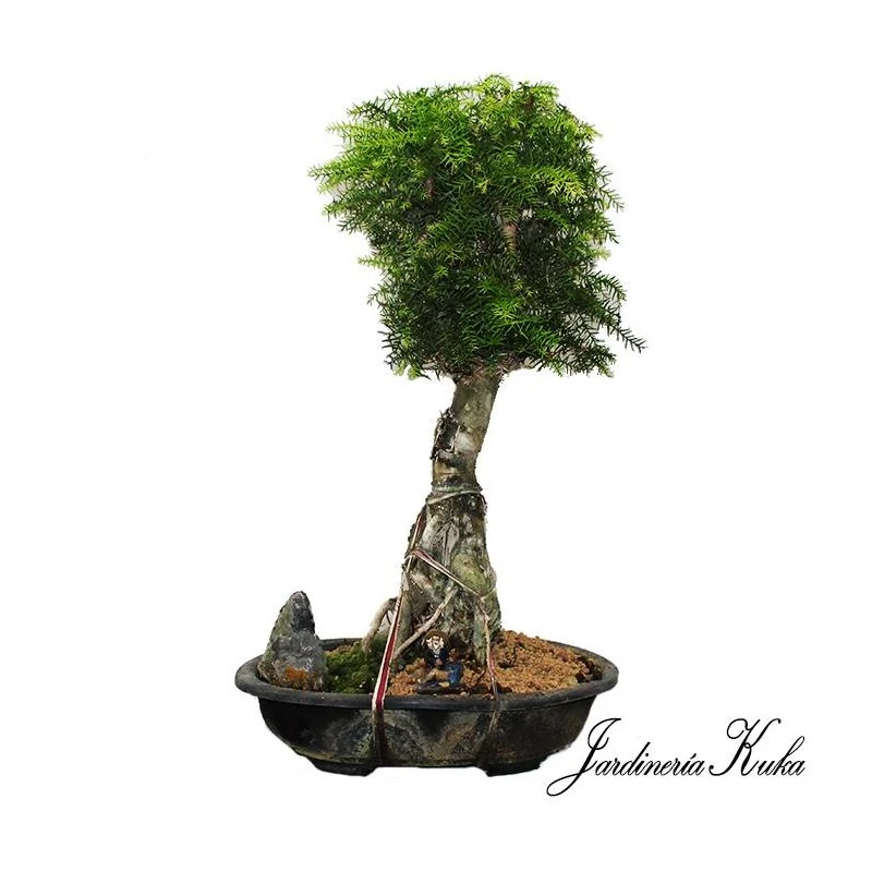 Bonsái Araucaria 1 Bonsái Araucaria