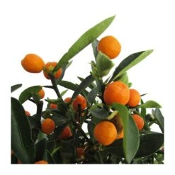 Jardineria Herramientas Tienda -Jardineria Herramientas Tienda bonsai citrus yuzu 1