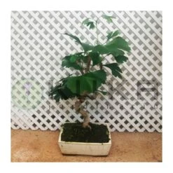 Jardineria Herramientas Tienda -Jardineria Herramientas Tienda bonsai ginkgo biloba 1