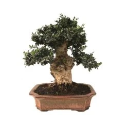 Jardineria Herramientas Tienda -Jardineria Herramientas Tienda bonsai olea europaea 29 anos 1