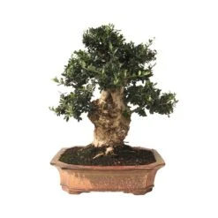 Bonsai Olea Europaea 29 Años
