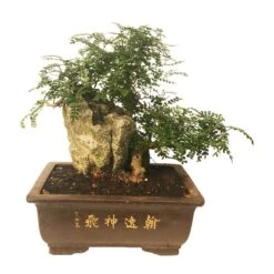 Bonsai Zanthoxylum Piperitum