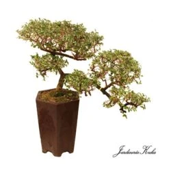 Jardineria Herramientas Tienda -Jardineria Herramientas Tienda bonsai zelkova parvifolia cascada 1